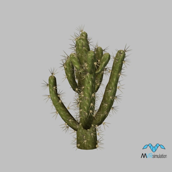 cactus-cholla-002