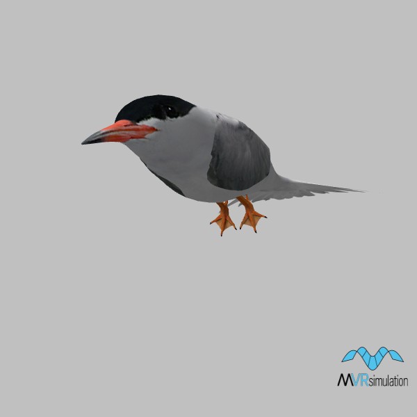 animal-tern-001-resting-001