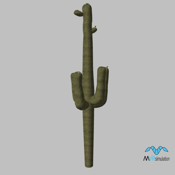 cactus-saguaro-003