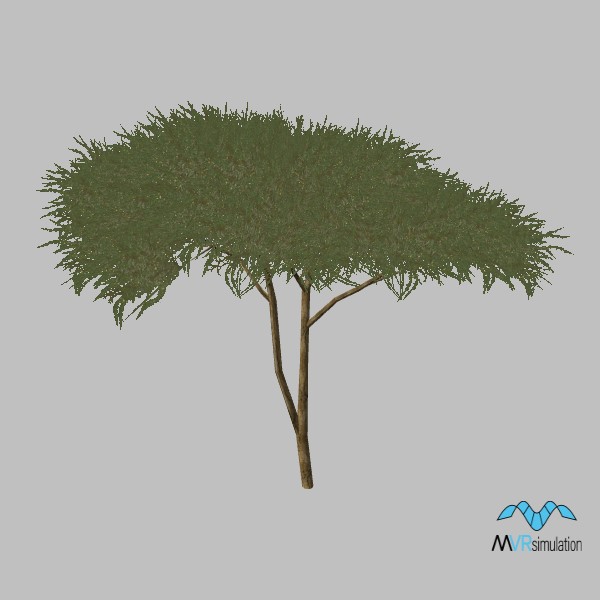 kismayo-tree-acacia-002