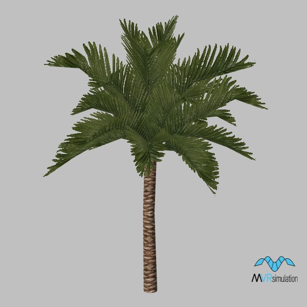 tree-palm-003