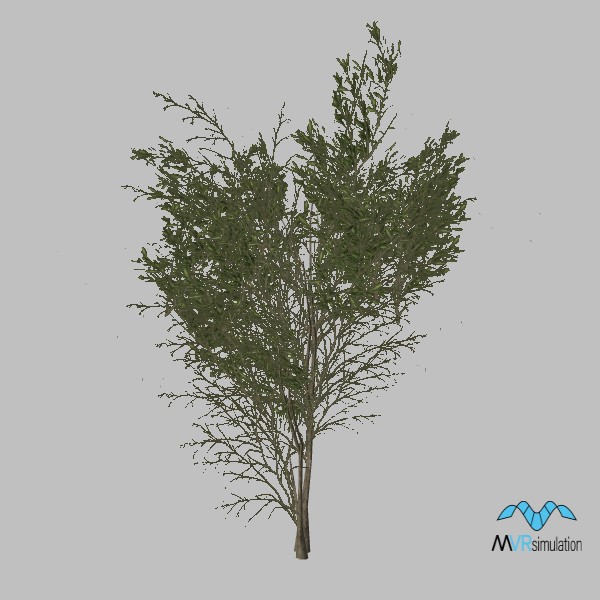 tree-pistacia-003